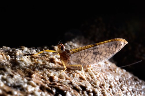 Spellbound cave (Mangawhitikau glowworm cave) - Ephémère ("Mayfly") : forme adulte du vers luisant (SP-17-0992)