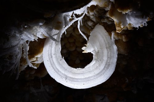 Puketiti Flower Cave (Nouvelle Zélande) - Détail d'une crosse de gypse(SP-17-1019)