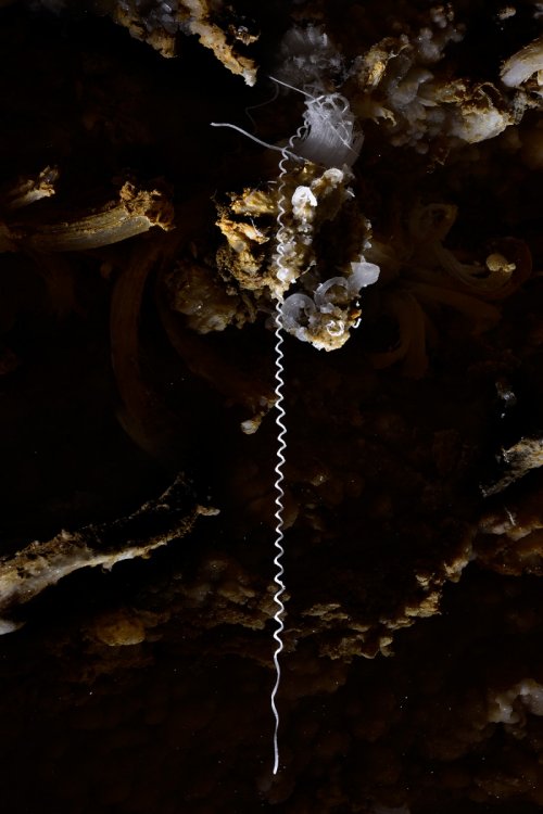 Puketiti Flower Cave (Nouvelle Zélande) - Concrétion de gypse unique en forme de ressort (vue d'ensemble)(SP-17-1021)