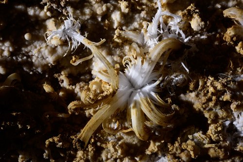 Puketiti Flower Cave (Nouvelle Zélande) - Fleur de gypse (SP-17-1027)