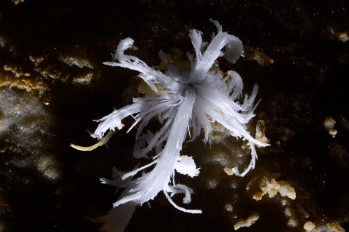 Puketiti Flower Cave (Nouvelle Zélande) - Fleur de gypse (SP-17-1029)