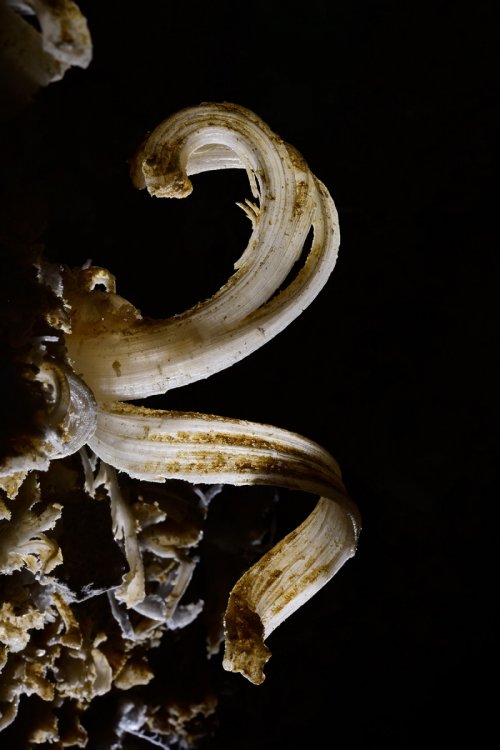 Puketiti Flower Cave (Nouvelle Zélande) - Crosse de gypse (SP-17-1034)