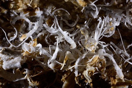 Puketiti Flower Cave (Nouvelle Zélande) - Concrétions de gypse sur la paroi d'une galerie(SP-17-1041)