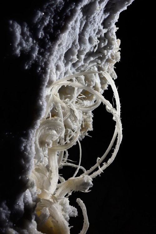 Puketiti Flower Cave (Nouvelle Zélande) - Filaments de gypse sur une paroi(SP-17-1045)