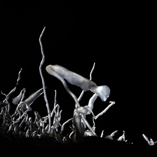 Barralong Cave (Jenolan Karst Conservation Reserve, Australie) - Petite excentrique en contre jour(SP-17-1119)