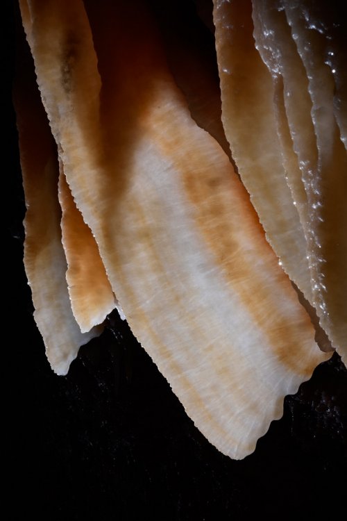 Barralong Cave (Jenolan Karst Conservation Reserve, Australie) - Draperies(SP-17-1146)