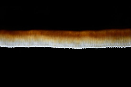 Jenolan Cave (Jenolan Karst Conservation Reserve, Australie) - Détail d'une grande draperie bicolore(SP-17-1233)