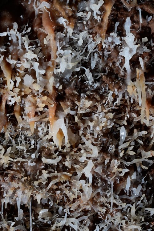 Jenolan Cave (Jenolan Karst Conservation Reserve, Australie) - Excentriques sur une paroi(SP-17-1248)