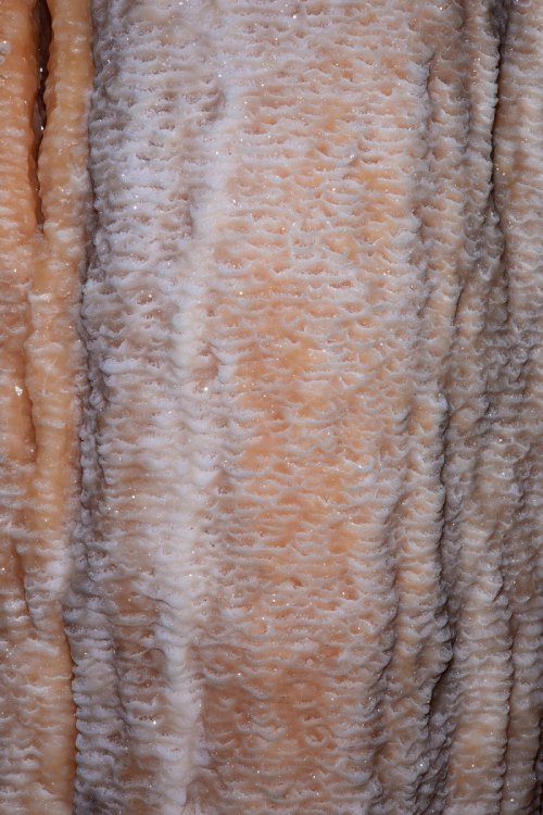 Aladdin Cave (Jenolan Karst Conservation Reserve, Australie) - Micro gours sur une coulée de calcite rose(SP-17-1314.jpg)