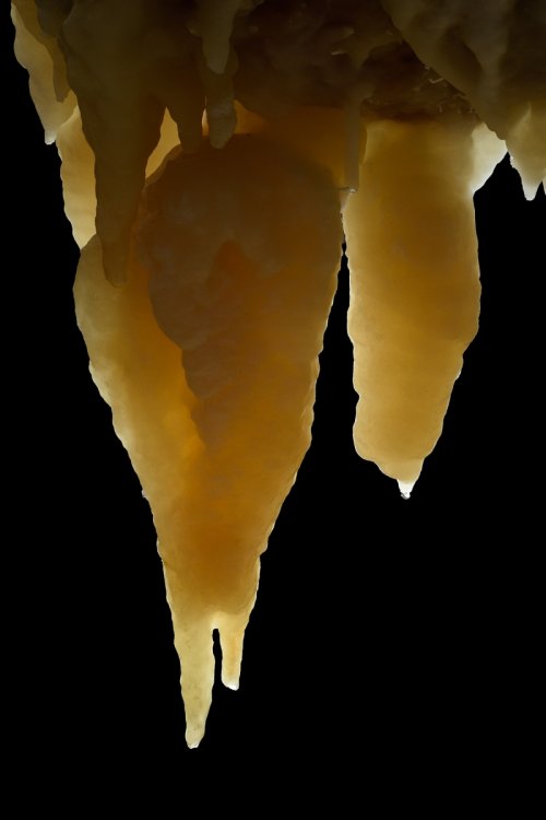 Grotte di Borgio Verezzi (Italie) - Stalactites massives jaunes en contre jour(SP-17-1604)