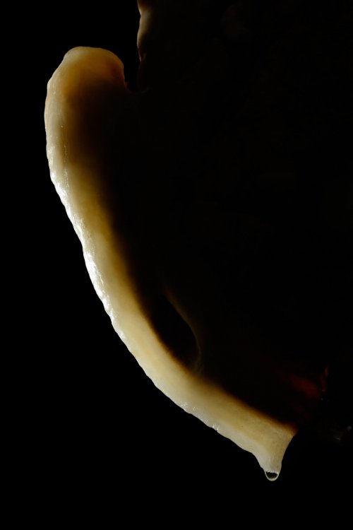 Grotte di Borgio Verezzi (Italie) - Liseré d'une petite draperie en contre jour(SP-17-1606.jpg)