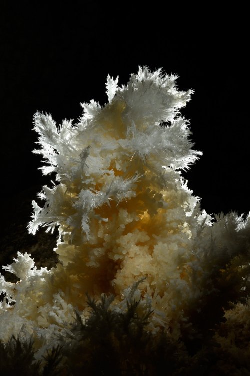 Grotte di Toirano (Italie) - Détail d'un bouquet d'aragonite (SP-17-1655)