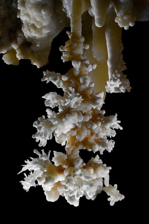 Grotte di Toirano (Italie) - stalactite massive avec bouquets d'aragonite(SP-17-1669)