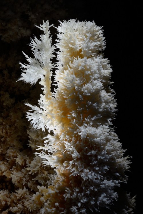 Grotte di Toirano (Italie) - stalagmite avec bouquets d'aragonite(SP-17-1671)