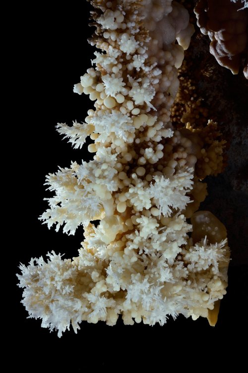 Grotte di Toirano (Italie) - stalactite massive avec bouquets d'aragonite(SP-17-1681)