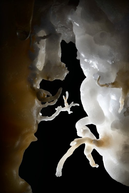 Grotte d'Orquette (Plateau d'Albès, Hérault) - Niches avec excentriques de calcite(SP-17-1775)