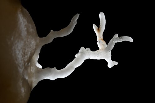 Grotte d'Orquette (Plateau d'Albès, Hérault) - Détail d'une petite excentrique(SP-17-1777)