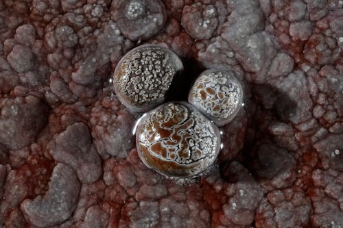 Réseau des Perles - Perle des cavernes rouges sur un sol calcifié rouge(SP-18-0022)