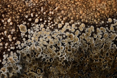 Réseau des Perles - Petits "nénuphars" de calcite(SP-18-0032)