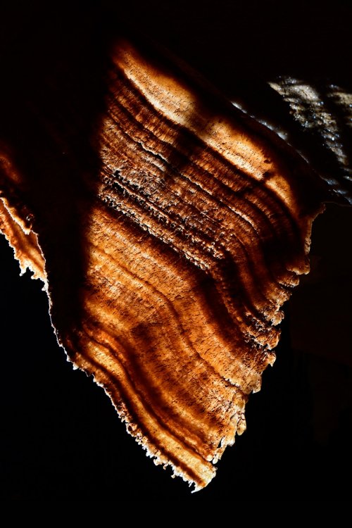 Draperie avec cernes de croissance en transparence(SP-18-0418)