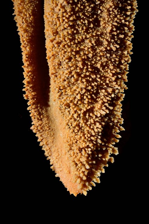 Stalactite-draperie recouverte de fins cristaux de calcite(SP-18-0432)