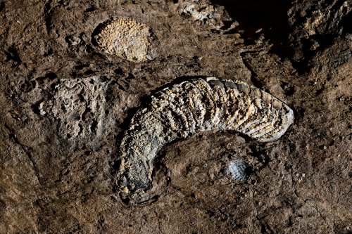 Kluterthöhle (Allemagne) - Nautiloïde déployé dans les calcaires dévoniens (orthoceras).(SP-18-0628)