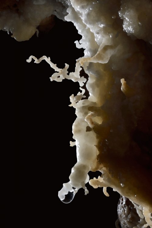 Huttenblaserschachthöhle (Allemagne) - Excentriques sur une paroi.(SP-18-0664)