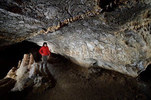  Dechenhöhle (Iserlöhn, Allemagne) - Galerie aux parois couvertes de fossiles (partie aménagée).(SP-18-0700)