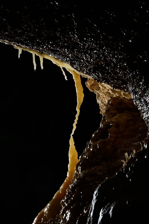 Hell Below Cave (USA - Nouveau Mexique) - Fine concrétion jaune ("Moonlight Dancer") sur la paroi d'une galerie(SP-18-0964)