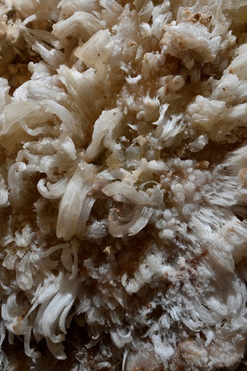 Cottonwood Cave Second Parallel (USA - Nouveau Mexique) - Fleurs de gypse sur une paroi(SP-18-1024)