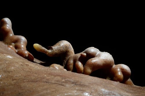 Cave Tree Cave (USA - Nouveau Mexique) - Détail de petites excentriques marron sur une paroi calcifiée(SP-18-1100)