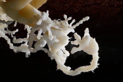 Cave of the Winds (USA - Colorado) - Excentriques d'aragonite ("main de Mickey") (SP-18-1130)