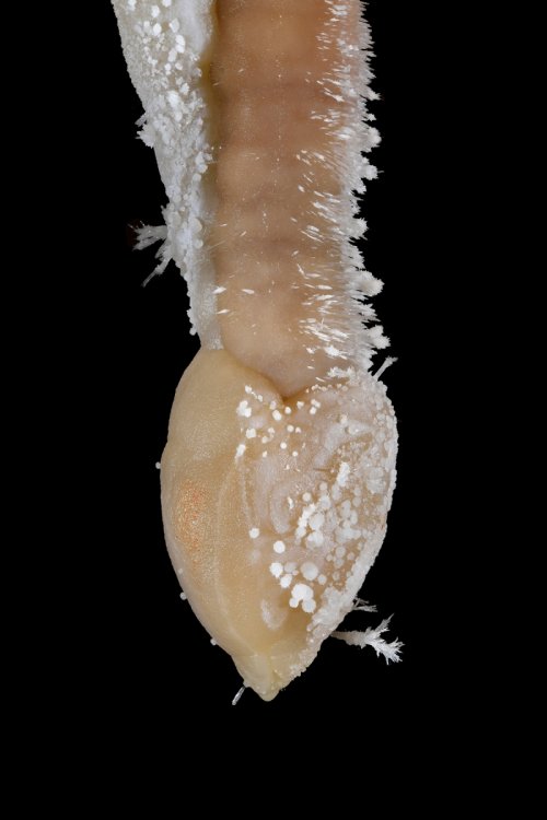 Cave of the Winds (USA - Colorado) - Extrémité  d'une stalactite avec aiguilles d'aragonite(SP-18-1133)