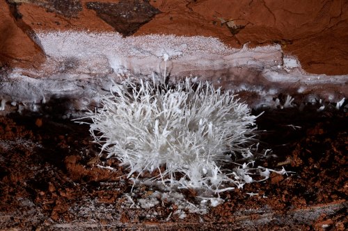 Cave of the Winds (USA - Colorado) - Bouquet de fines concrétions d'aragonite blanche sur un sol rouge(SP-18-1152)