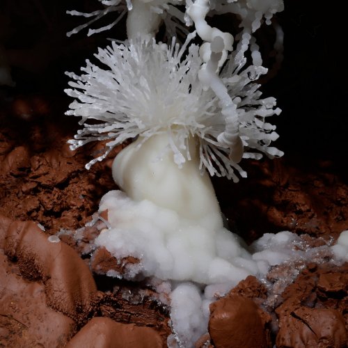 Cave of the Winds (USA - Colorado) -  Concrétion d'aragonite en forme d'anémone de mer sur un sol rouge(SP-18-1170)