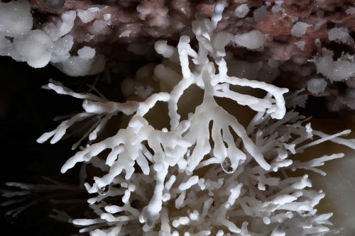Cave of the Winds (USA - Colorado) - Détail d'aragonite  coralloïde avec gouttes d'eau(SP-18-1179)
