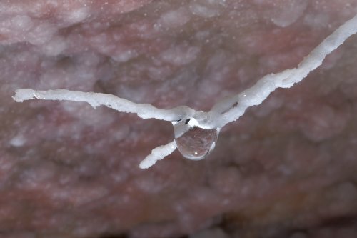 Cave of the Winds (USA - Colorado) - Détail de goutte sur une branche d'aragonite coralloïde(SP-18-1180)