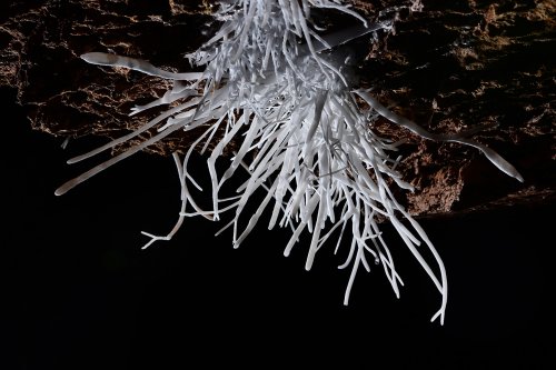 Breezeaway Cave (USA - Colorado) - Détail d'un gros bouquet d'aragonite coralloïde blanche au plafond(SP-18-1196)