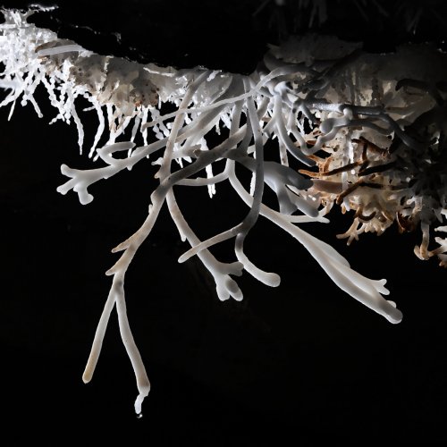 Breezeaway Cave (USA - Colorado) - Aragonites coralloïdes au plafond(SP-18-1231)