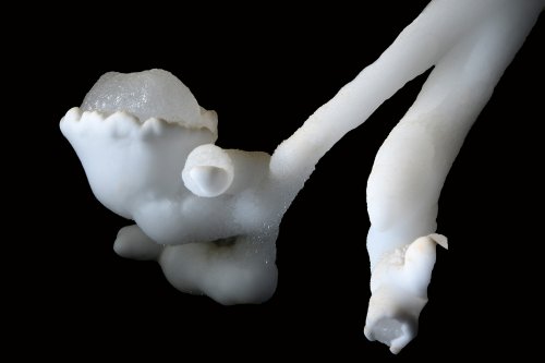 Breezeaway Cave (USA - Colorado) - Détail d'une concrétion excentrique en forme de bourgeon(SP-18-1246)