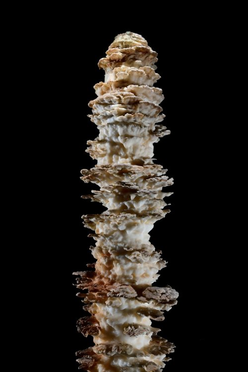 Aven Armand (Causse Méjean, Lozère)(SP-18-1538)