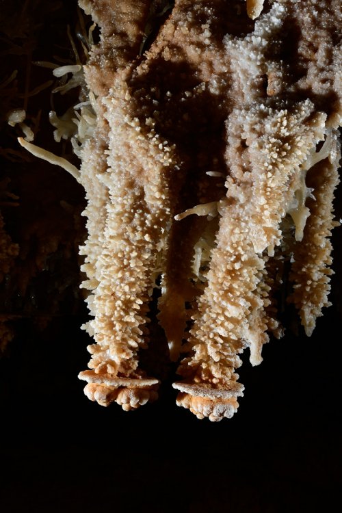 Réseau Bernard Magos (Barjac, Gard) - Détail de deux stalactites recouvertes de cristaux de calcite (SP-18-1749)