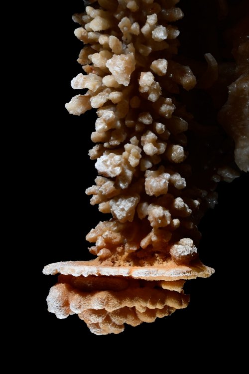 Réseau Bernard Magos (Barjac, Gard) - Détail d'une stalactite recouverte de cristaux de calcite (la collerette  correspond à l'ancien niveau d'eau dans le gour)(SP-18-1751)
