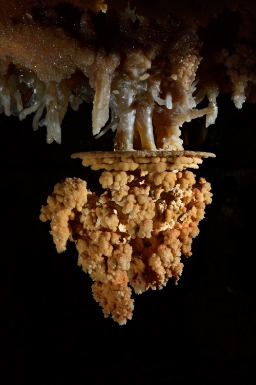 Réseau Bernard Magos (Barjac, Gard) - Détail d'une "massue" formée sous l'eau (la collerette  de calcite correspond à l'ancien niveau d'eau dans le gour)(SP-18-1755)