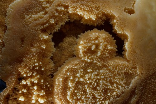 Réseau Bernard Magos (Barjac, Gard) - Cristaux de calcite en dent de cochon dans un petit un gour(SP-18-1776)