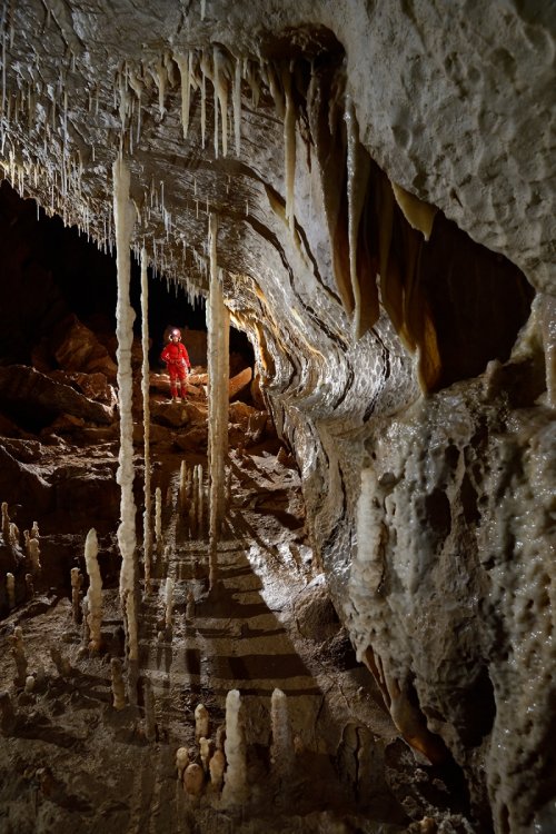 Pestera Topolnita (réseau supérieur) - Galerie avec "forêt" de fines colonnes (SP-18-1911)