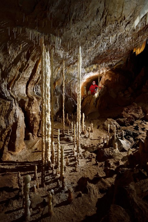 Pestera Topolnita (réseau supérieur) - Galerie avec "forêt" de fines colonnes (SP-18-1913)