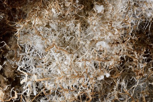 Maroboshi-no-syonyudo (Hiroshima, Japon) - Paroi couverte de petites excentriques d'aragonite enchevêtrées blanches et marron(SP-19-0139)