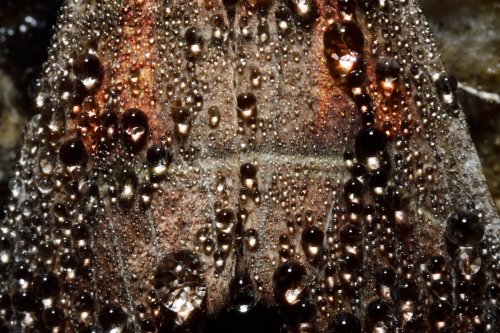 Grotte de Prérouge (Savoie) - Gouttelettes de condensation sur les ailes d'un Scoliopteryx libatrix(SP-20-0113)