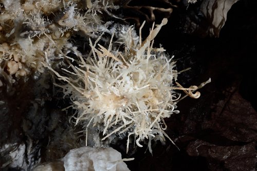 Grotte du Sud de l'Arizona (USA) - Stalactite couverte d'excentriques vue de dessous(SP-20-0156)